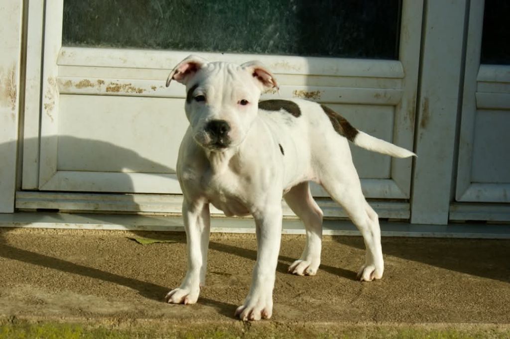 Du Domaine De Babylone - Chiot disponible  - Staffordshire Bull Terrier