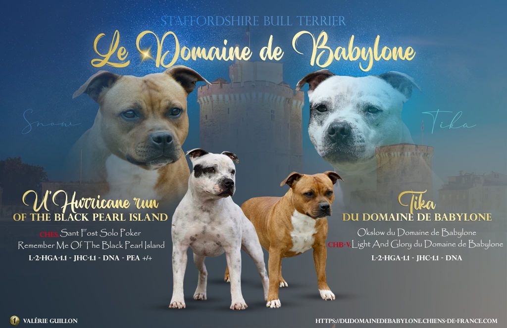 chiot Staffordshire Bull Terrier Du Domaine De Babylone