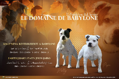 Du Domaine De Babylone - Staffordshire Bull Terrier - Portée née le 02/11/2023
