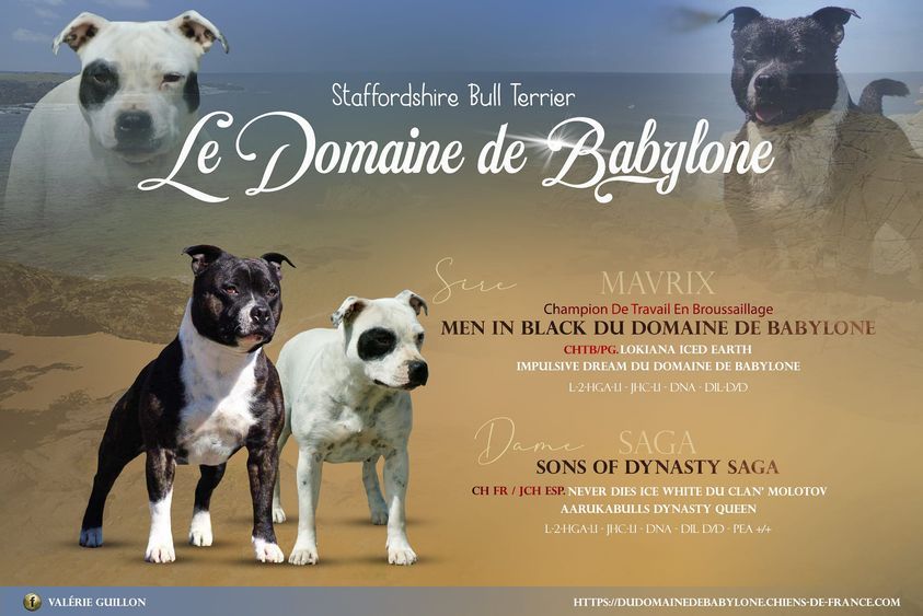 chiot Staffordshire Bull Terrier Du Domaine De Babylone