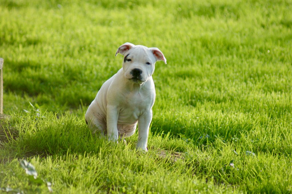 Du Domaine De Babylone - Chiot disponible  - Staffordshire Bull Terrier