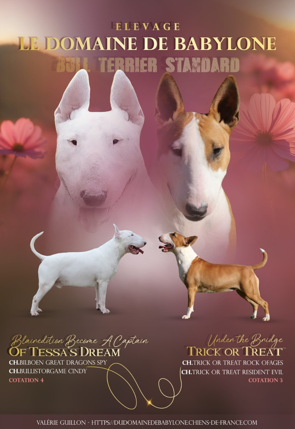 Bull terrier standard