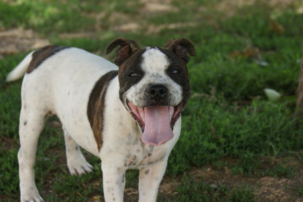 Un mâle Staffie dispo de suite