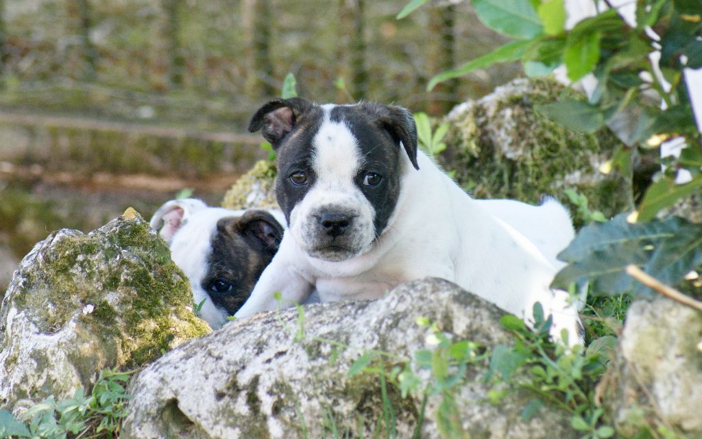 Un mâle Staffie dispo de suite