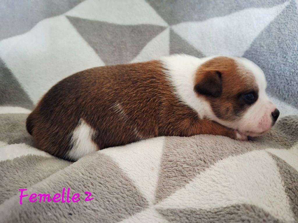 Du Domaine De Babylone - Chiots disponibles - Staffordshire Bull Terrier