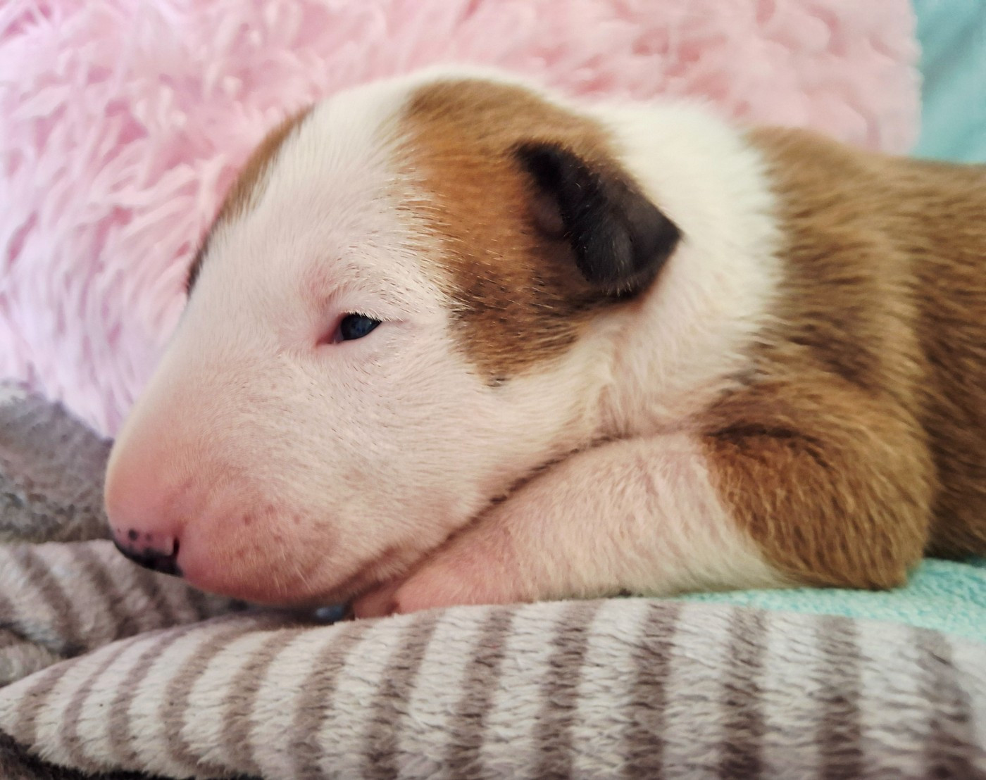 Du Domaine De Babylone - Chiots disponibles - Bull Terrier
