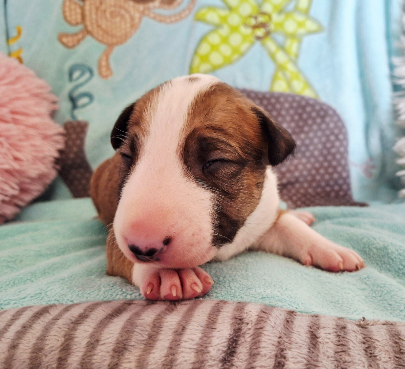 Du Domaine De Babylone - Chiots disponibles - Bull Terrier