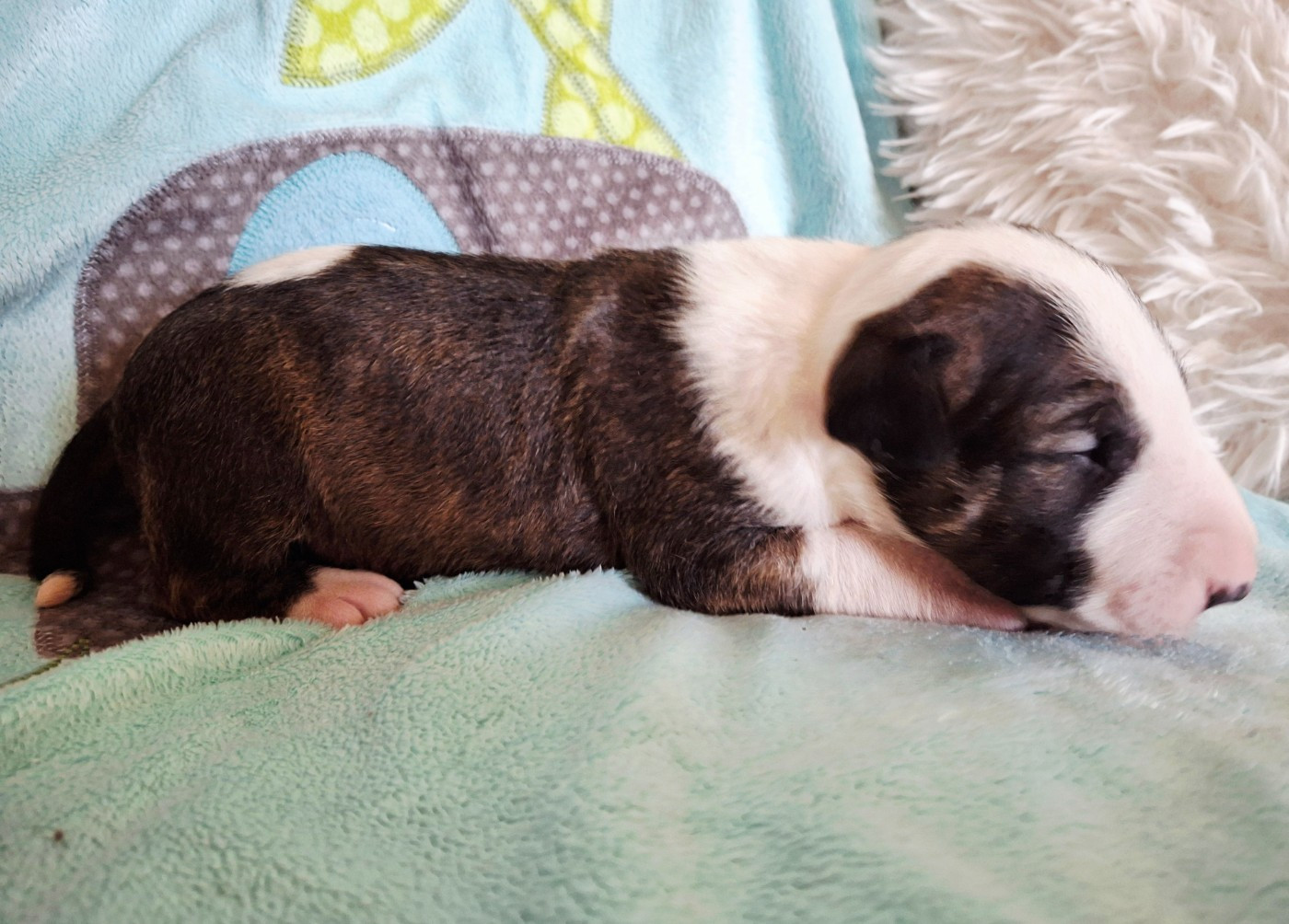 Du Domaine De Babylone - Chiots disponibles - Bull Terrier
