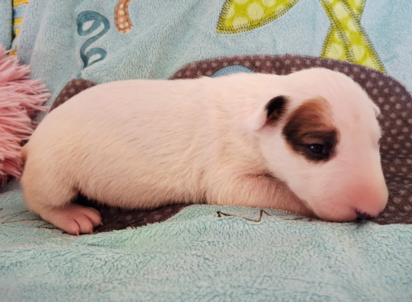 Du Domaine De Babylone - Chiots disponibles - Bull Terrier