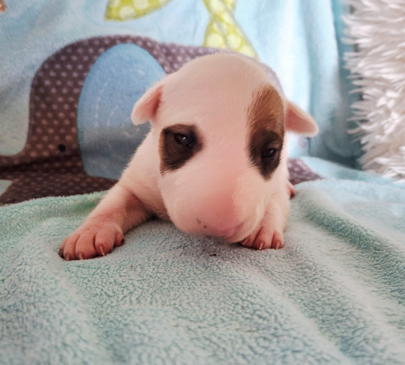 Du Domaine De Babylone - Chiots disponibles - Bull Terrier