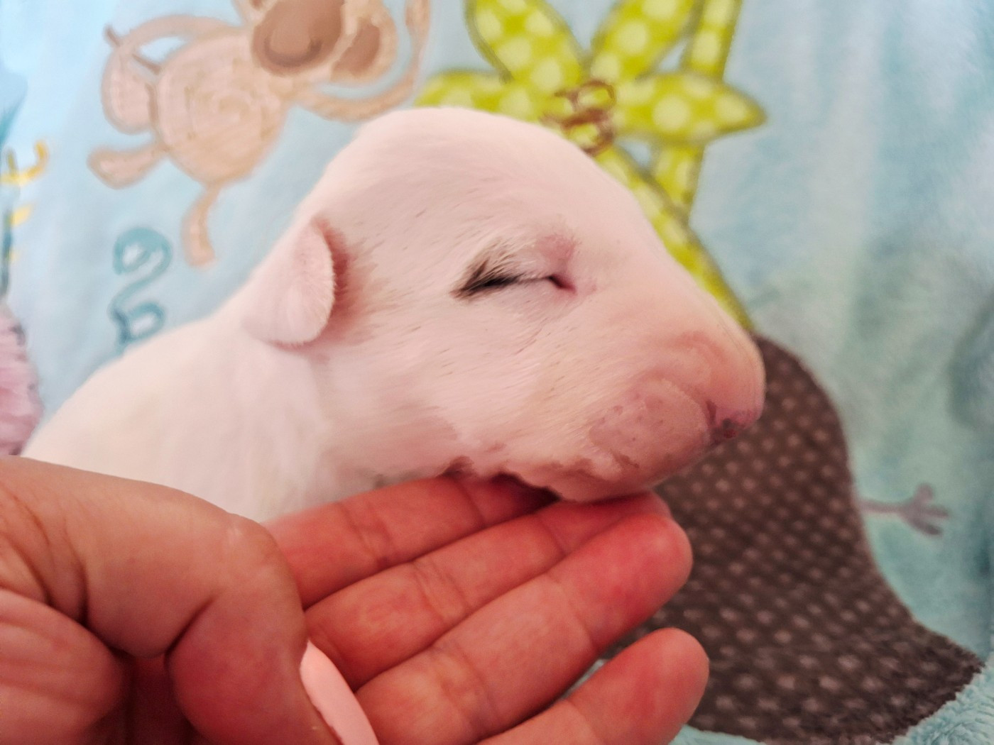 Du Domaine De Babylone - Chiots disponibles - Bull Terrier