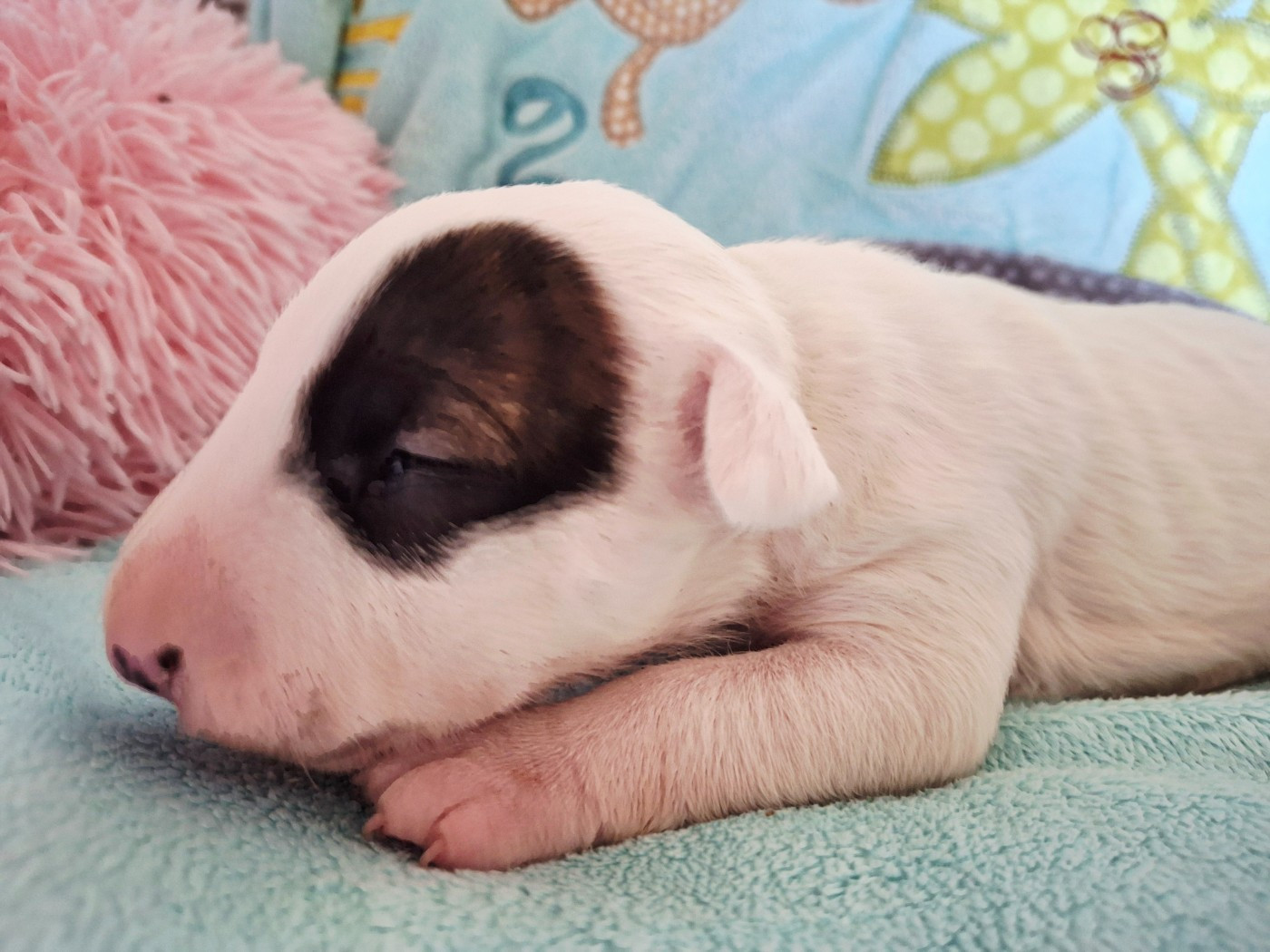 Du Domaine De Babylone - Chiots disponibles - Bull Terrier