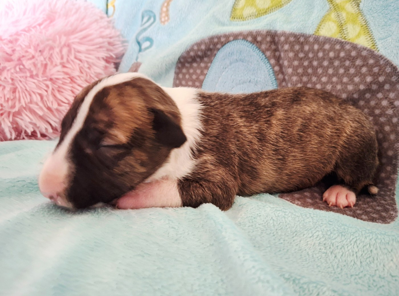 Du Domaine De Babylone - Chiots disponibles - Bull Terrier