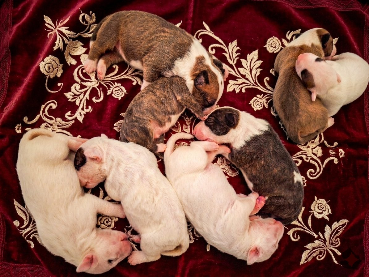 Chiot Bull Terrier Du Domaine De Babylone