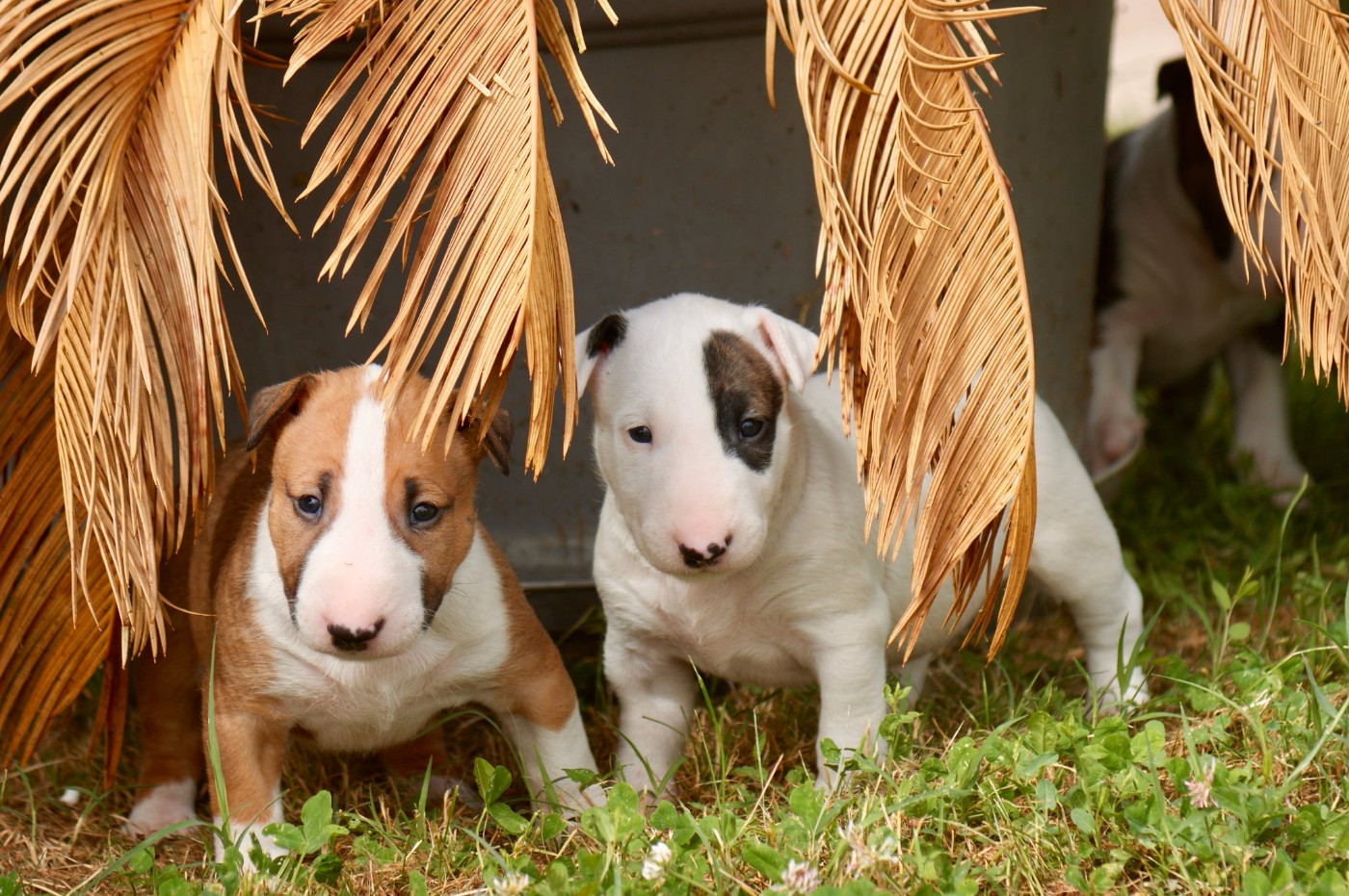 Chiot Bull Terrier Du Domaine De Babylone
