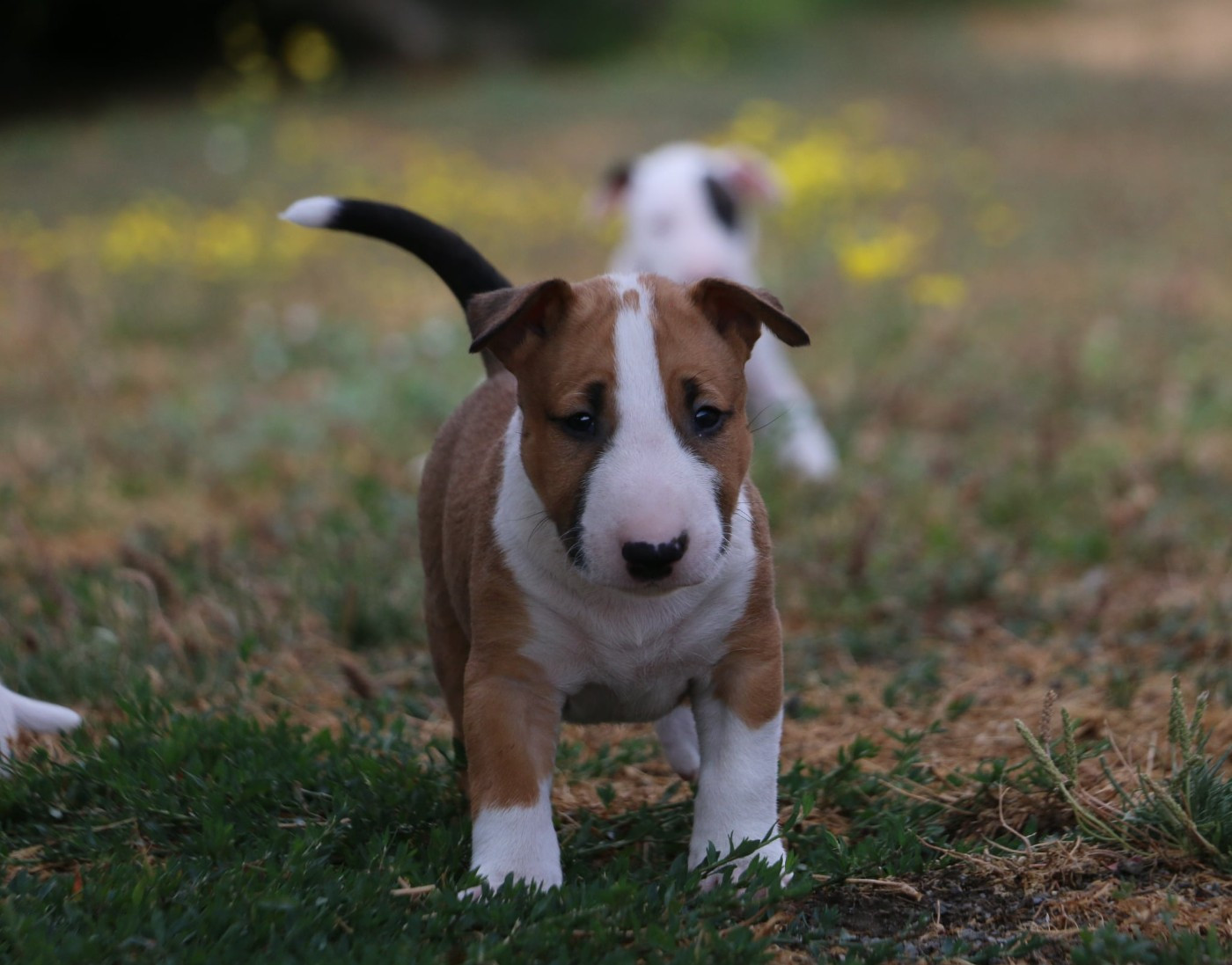 Du Domaine De Babylone - Chiots disponibles - Bull Terrier