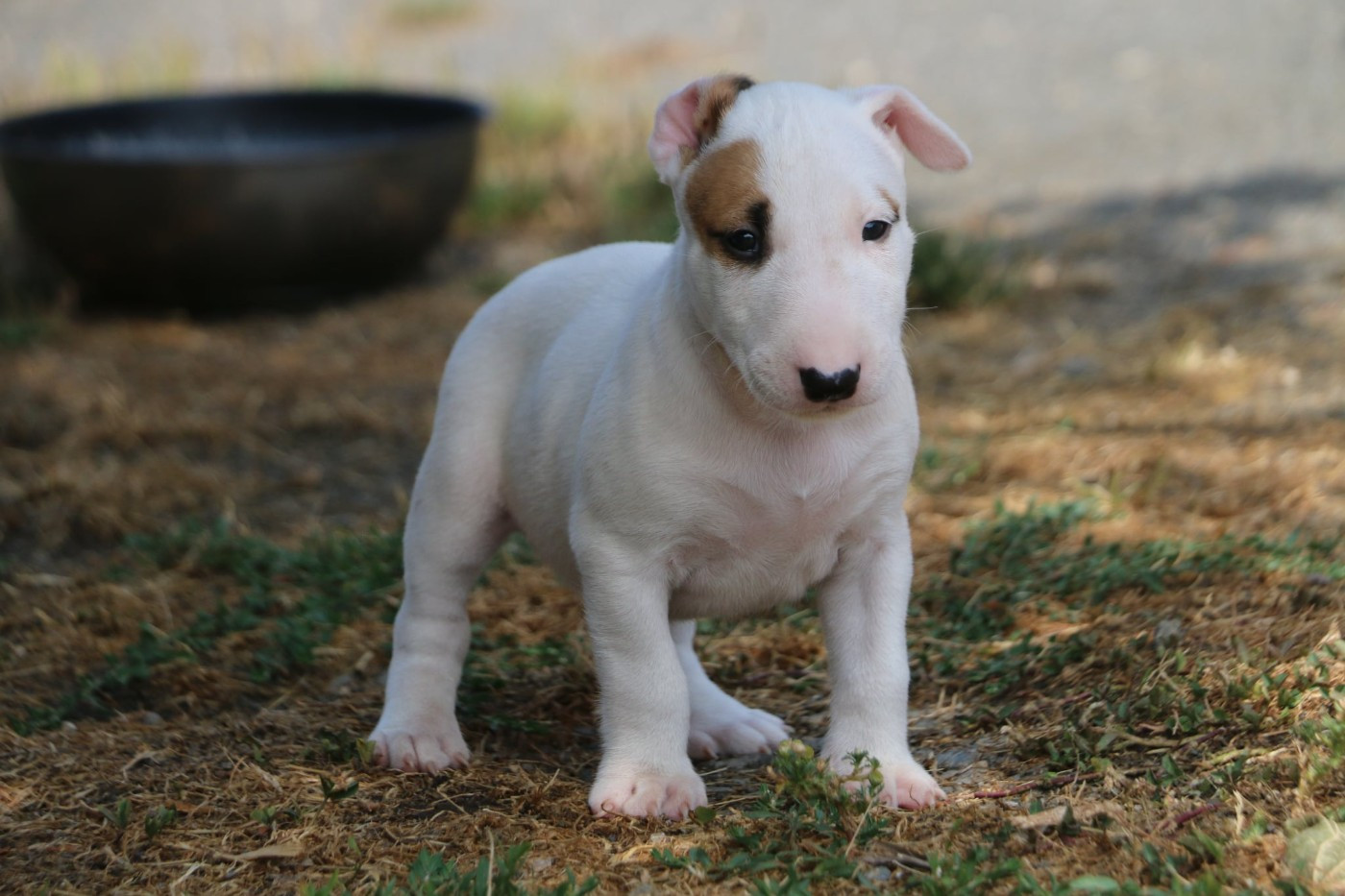 Du Domaine De Babylone - Chiots disponibles - Bull Terrier