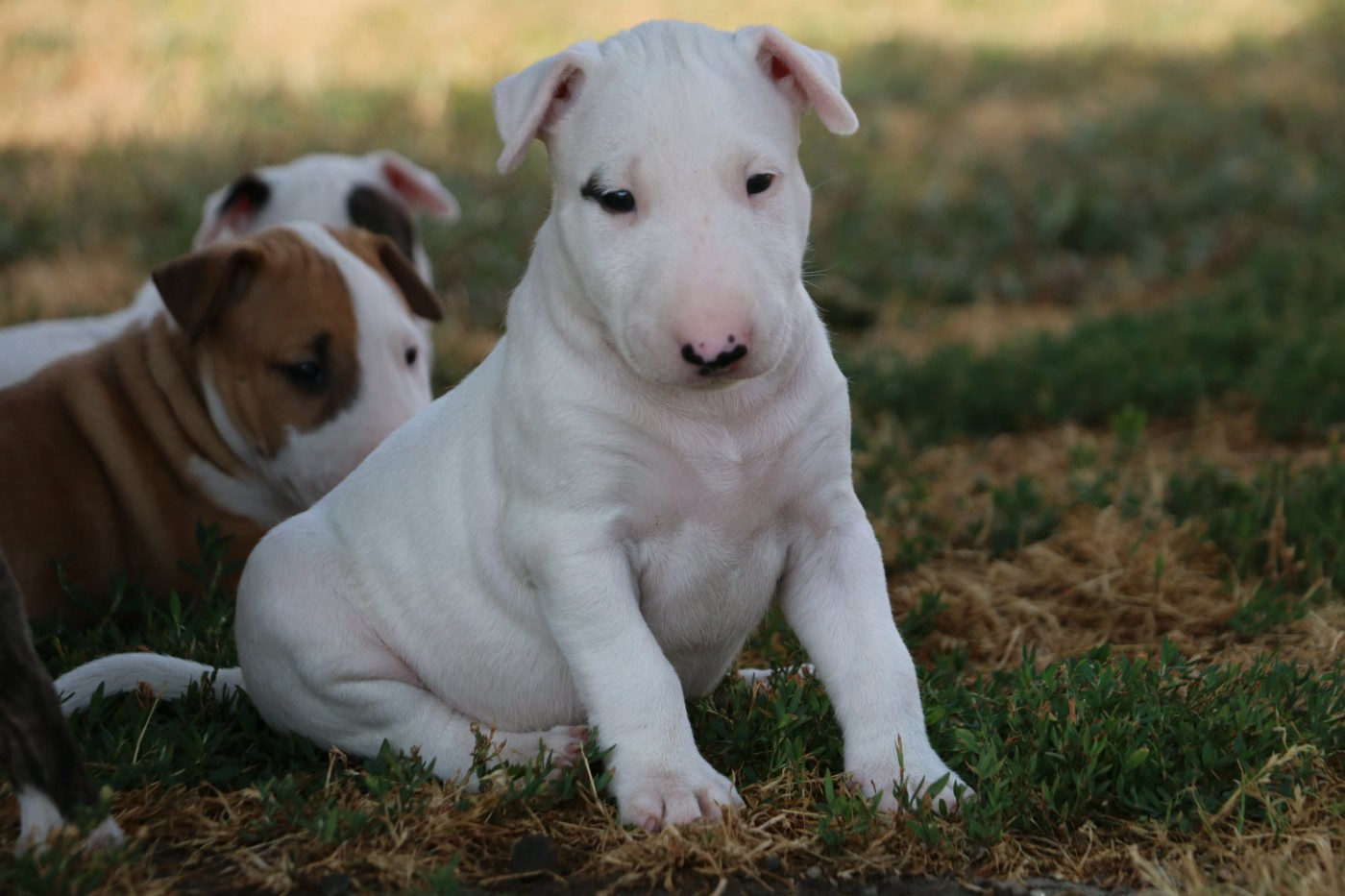 Du Domaine De Babylone - Chiots disponibles - Bull Terrier