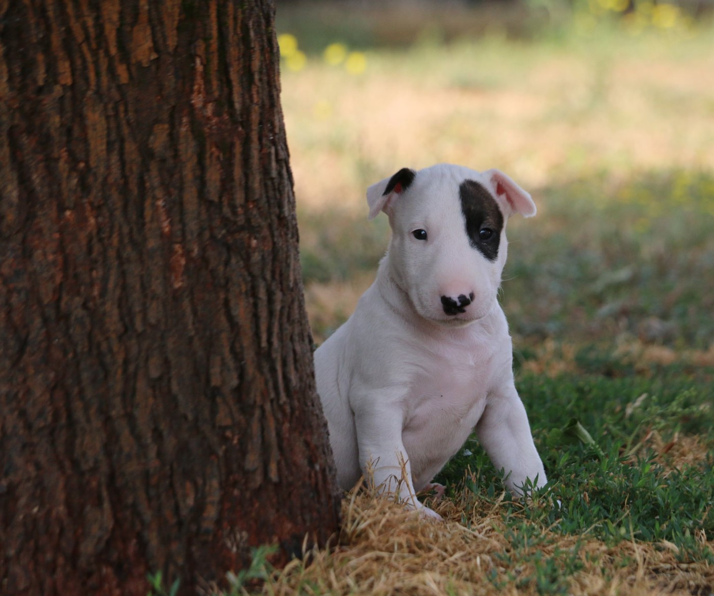Du Domaine De Babylone - Chiots disponibles - Bull Terrier