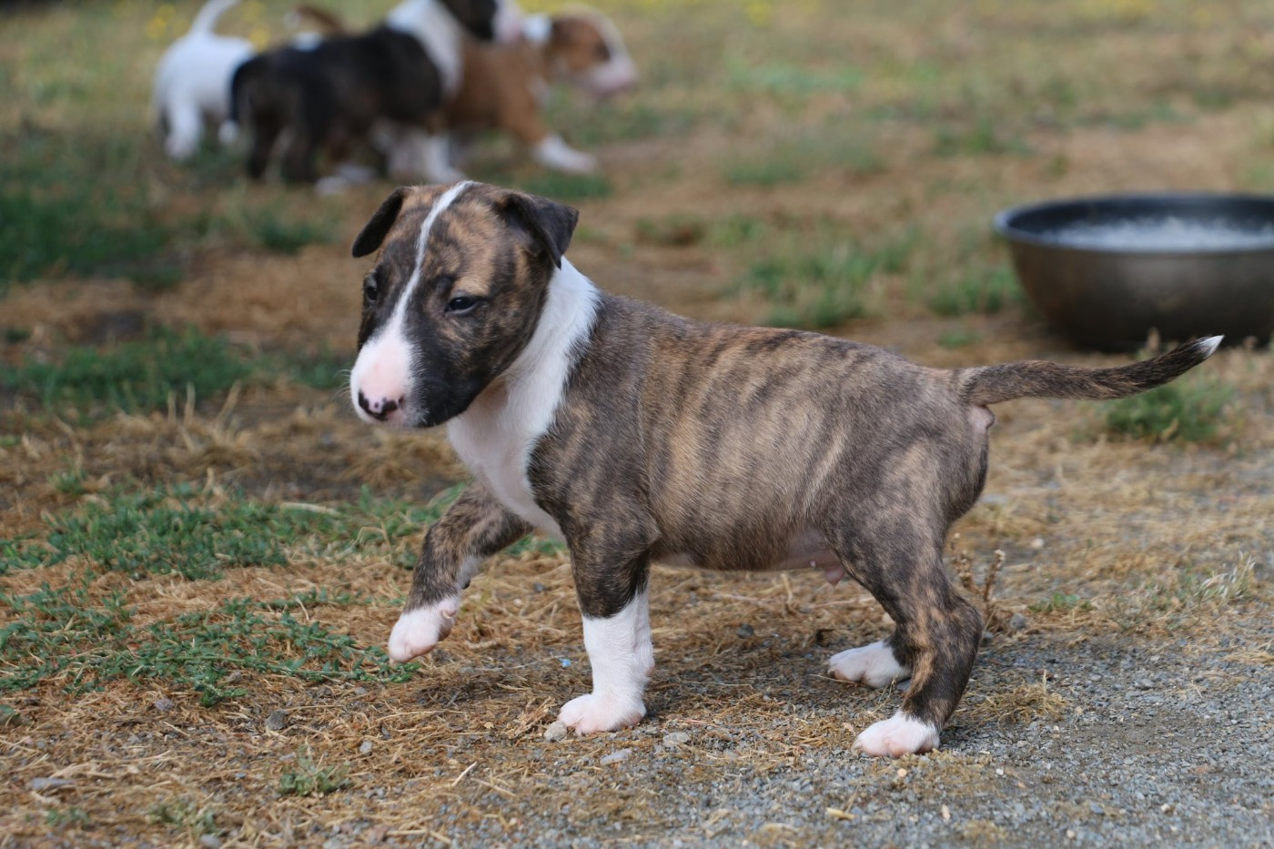 Du Domaine De Babylone - Chiots disponibles - Bull Terrier