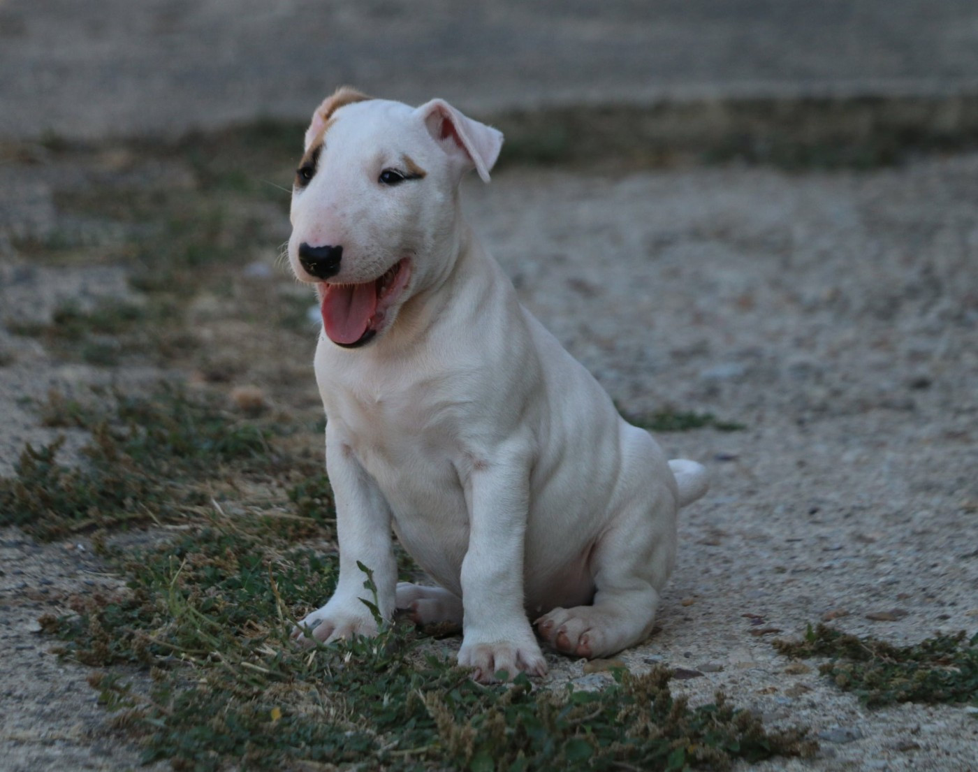 Du Domaine De Babylone - Chiots disponibles - Bull Terrier