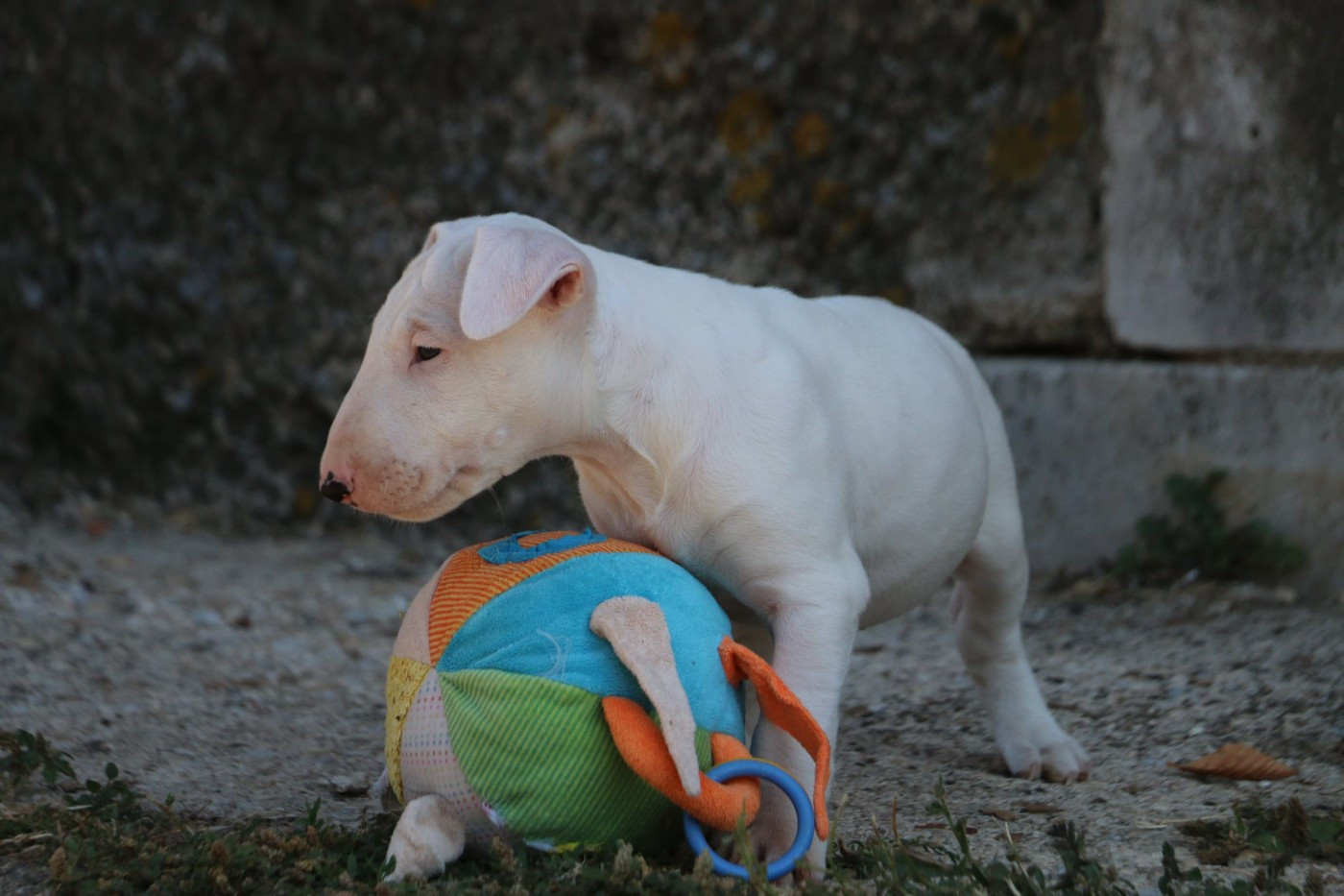 Du Domaine De Babylone - Chiots disponibles - Bull Terrier