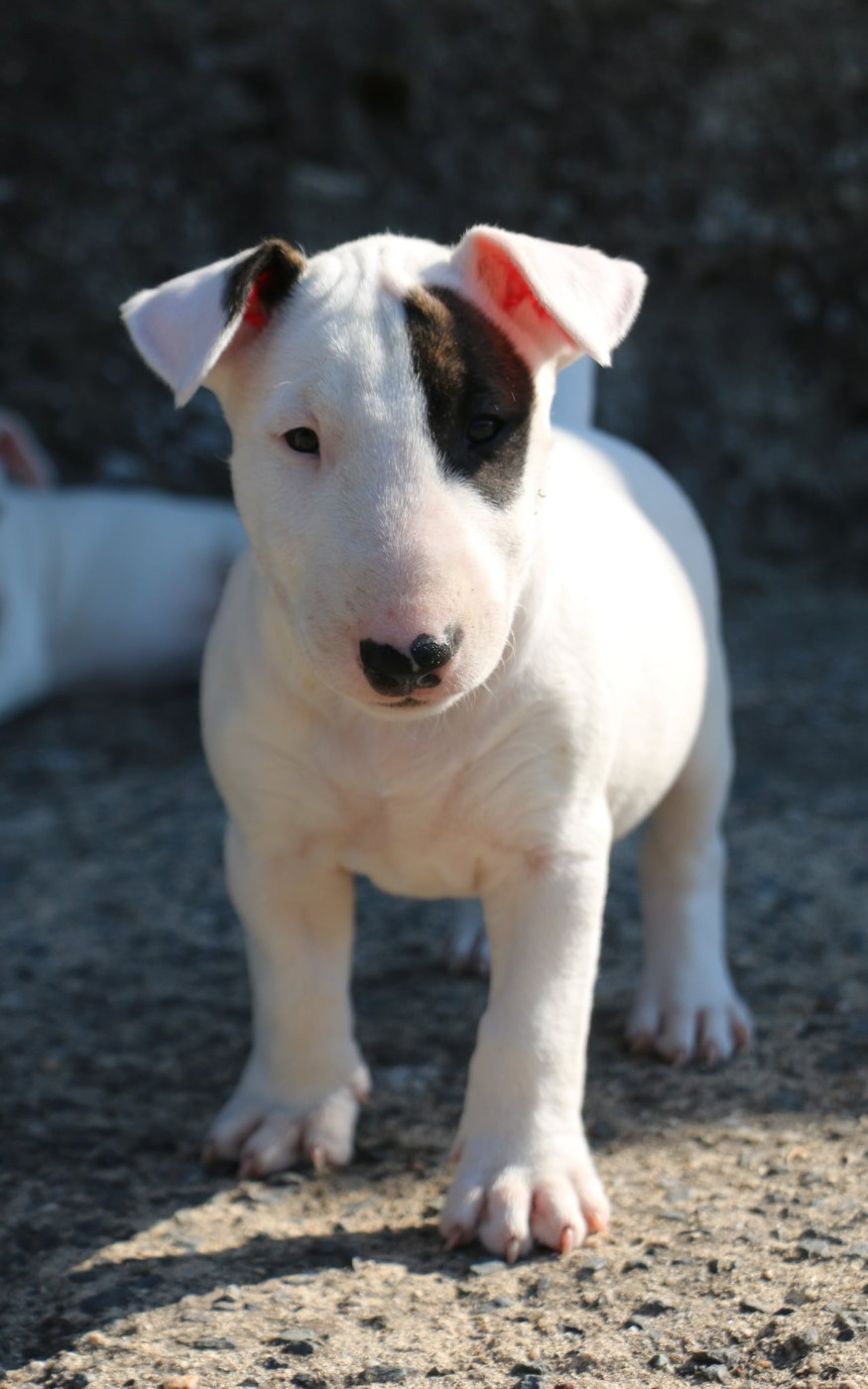 Du Domaine De Babylone - Chiots disponibles - Bull Terrier