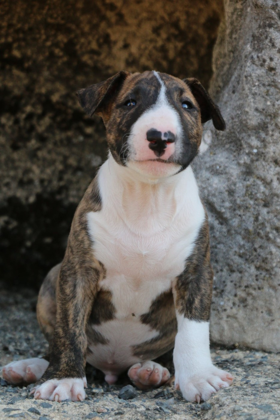 Du Domaine De Babylone - Chiots disponibles - Bull Terrier