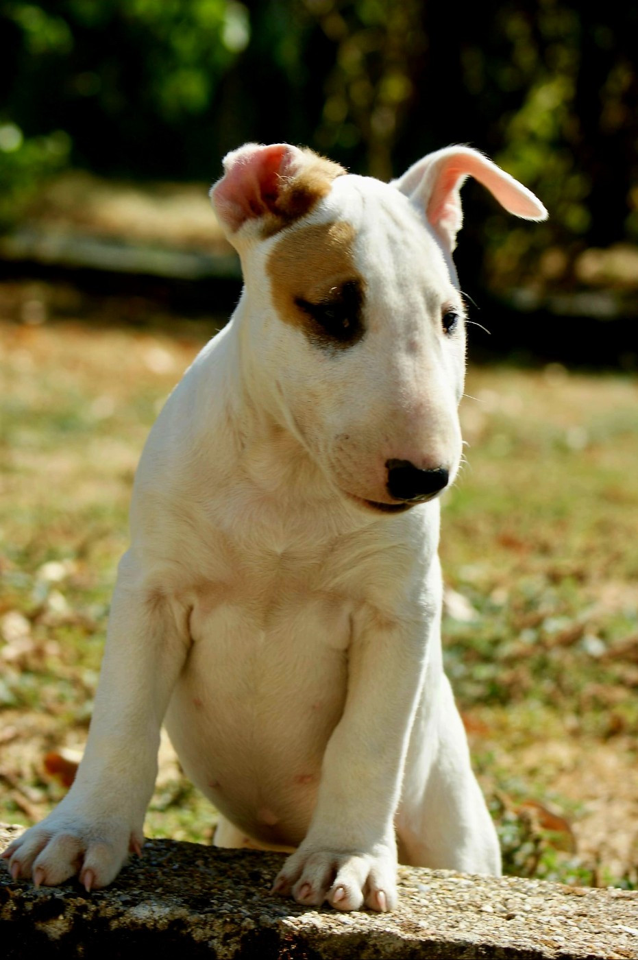 Du Domaine De Babylone - Chiots disponibles - Bull Terrier