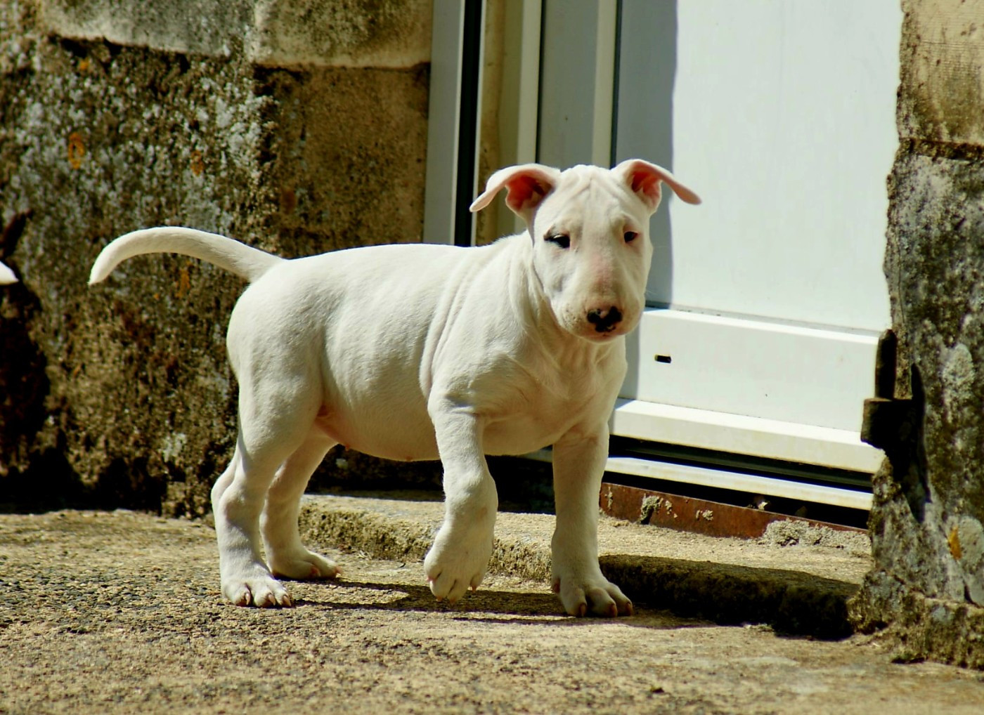 Du Domaine De Babylone - Chiots disponibles - Bull Terrier