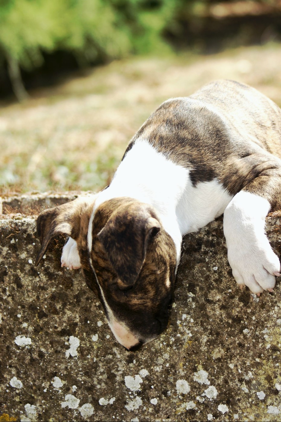 Du Domaine De Babylone - Chiots disponibles - Bull Terrier