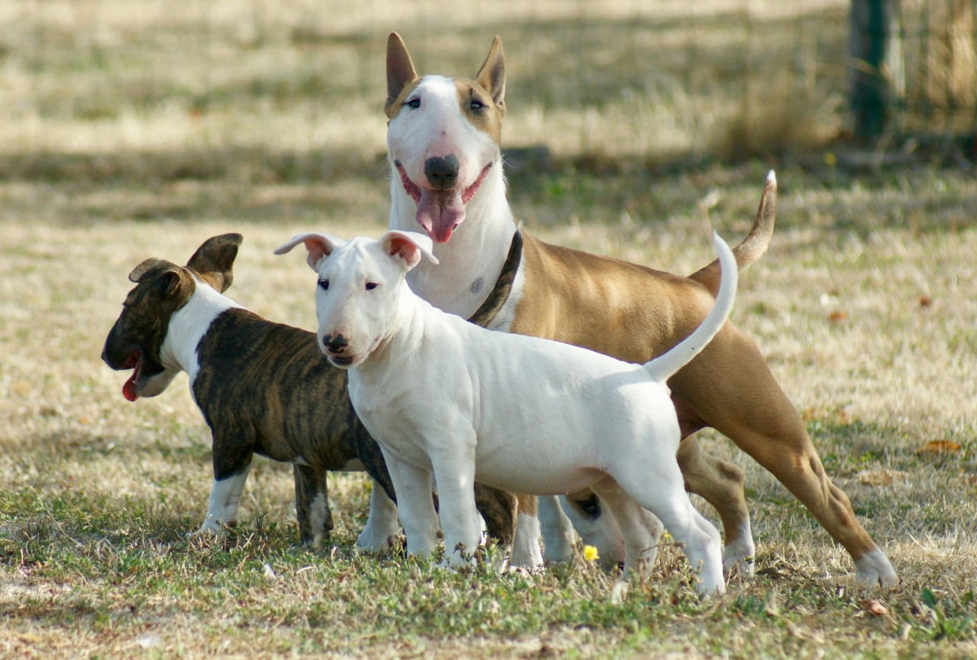 Du Domaine De Babylone - Chiots disponibles - Bull Terrier