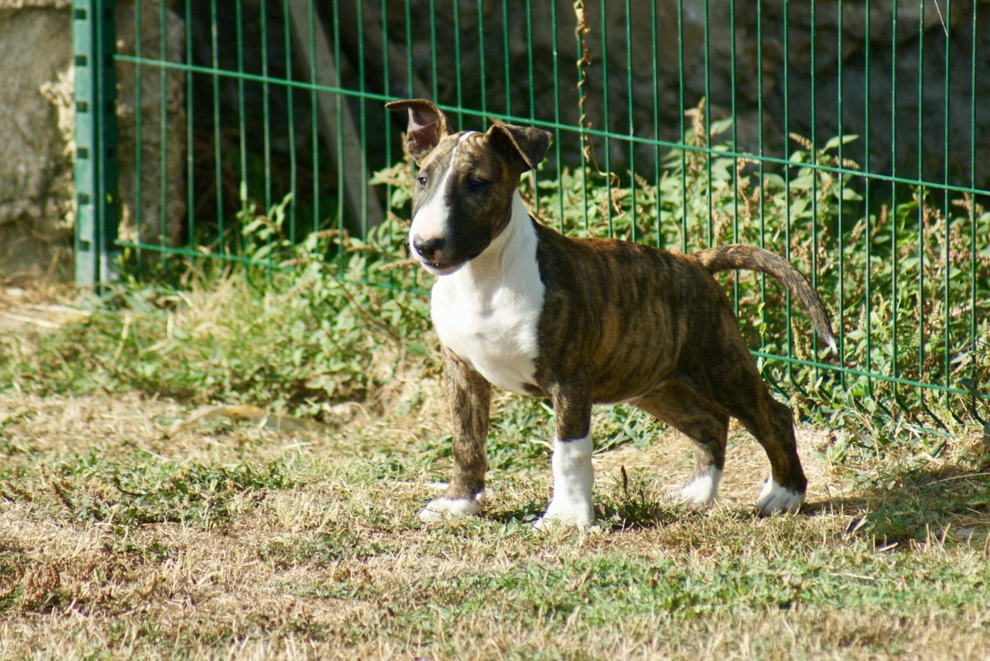 Du Domaine De Babylone - Chiots disponibles - Bull Terrier