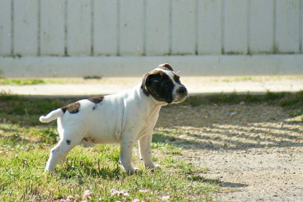 Du Domaine De Babylone - Chiots disponibles - Staffordshire Bull Terrier