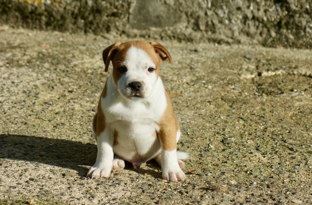 Du Domaine De Babylone - Chiots disponibles - Staffordshire Bull Terrier