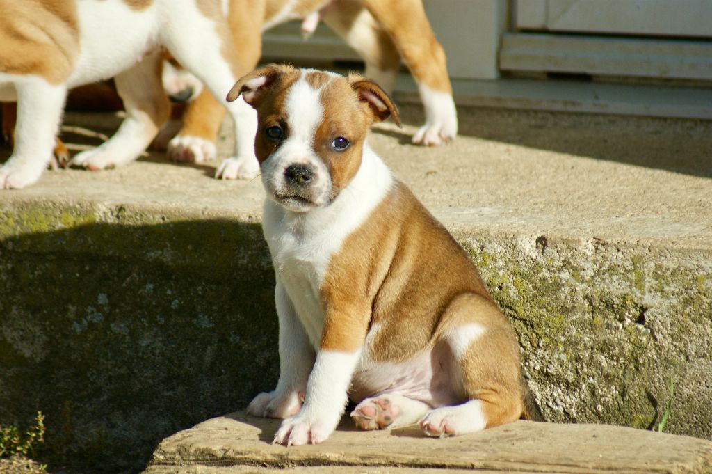Du Domaine De Babylone - Chiots disponibles - Staffordshire Bull Terrier