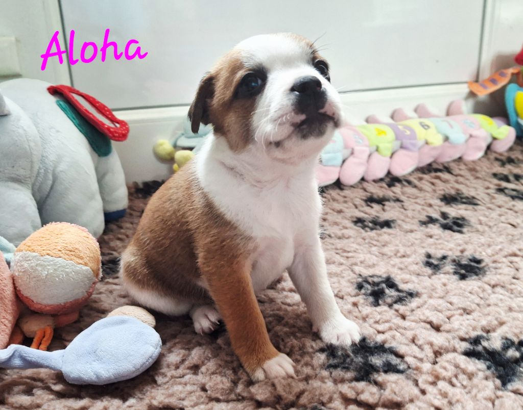 Du Domaine De Babylone - Chiots disponibles - Staffordshire Bull Terrier