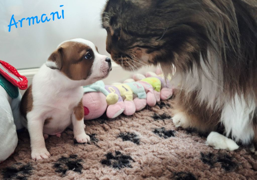Du Domaine De Babylone - Chiots disponibles - Staffordshire Bull Terrier