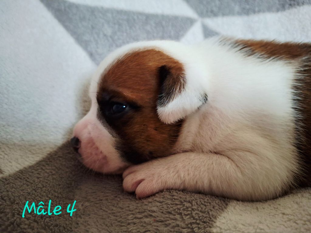 Du Domaine De Babylone - Chiots disponibles - Staffordshire Bull Terrier