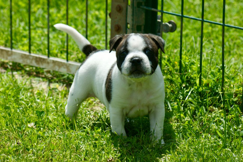 Du Domaine De Babylone - Chiots disponibles - Staffordshire Bull Terrier
