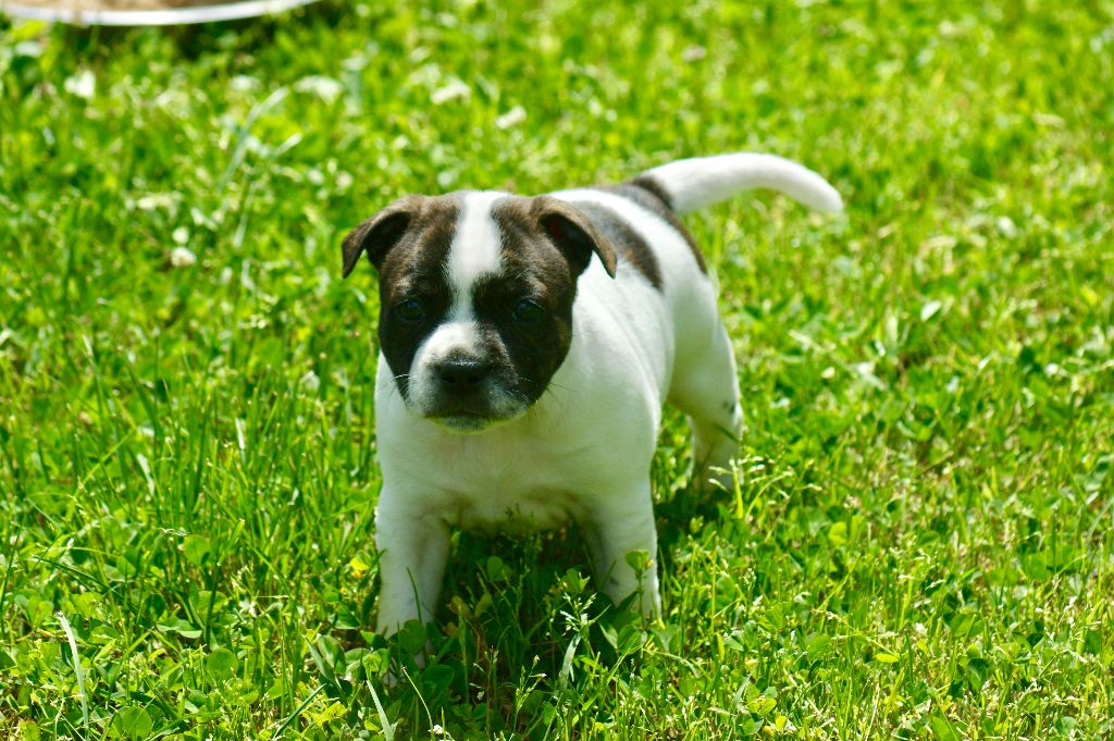 Du Domaine De Babylone - Chiots disponibles - Staffordshire Bull Terrier