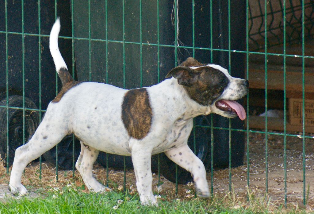 Du Domaine De Babylone - Chiots disponibles - Staffordshire Bull Terrier