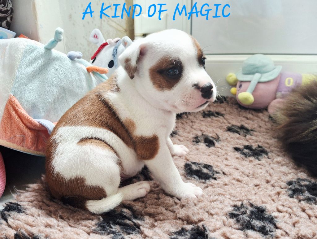 Du Domaine De Babylone - Chiots disponibles - Staffordshire Bull Terrier