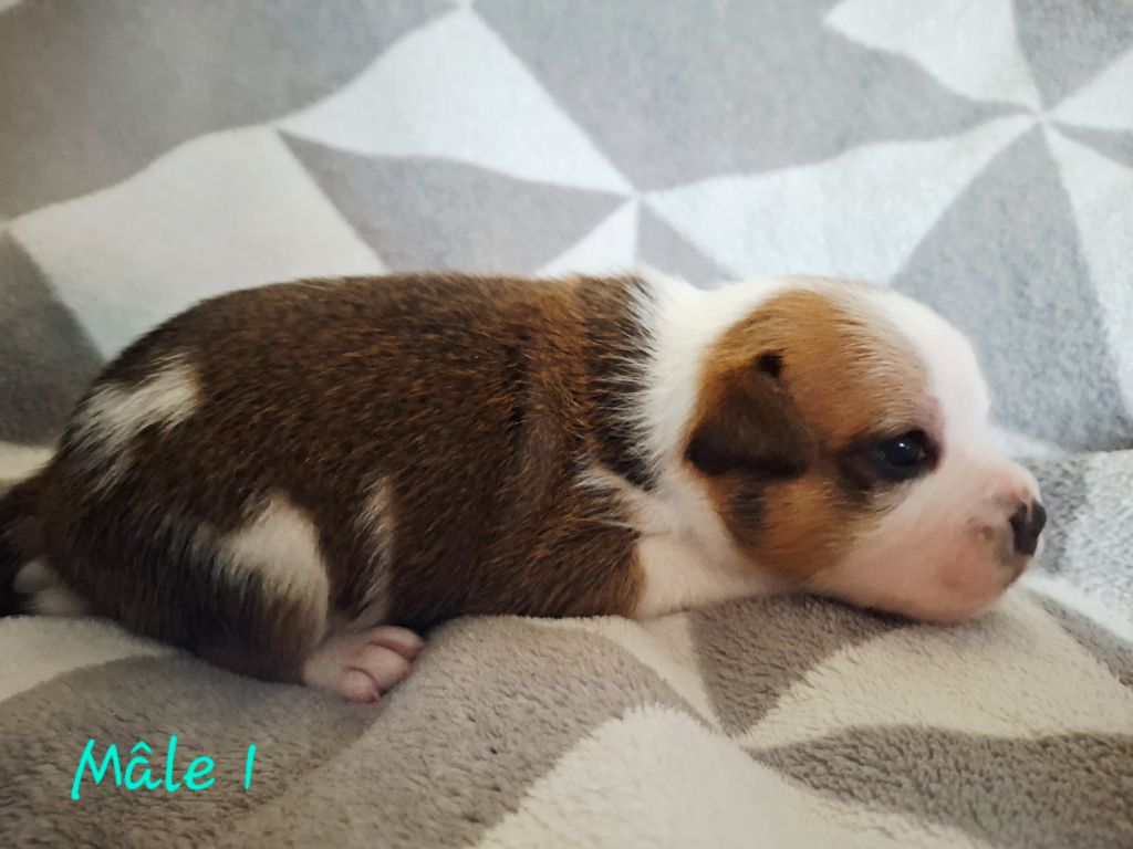 Du Domaine De Babylone - Chiots disponibles - Staffordshire Bull Terrier