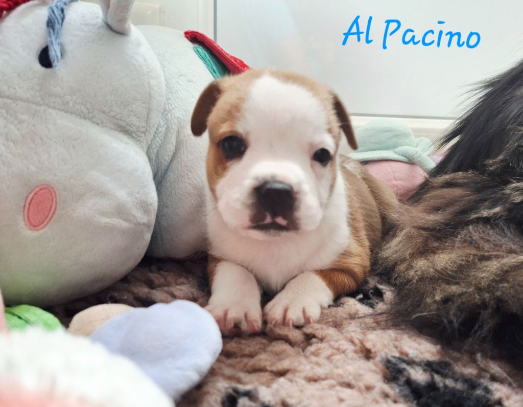 Du Domaine De Babylone - Chiots disponibles - Staffordshire Bull Terrier