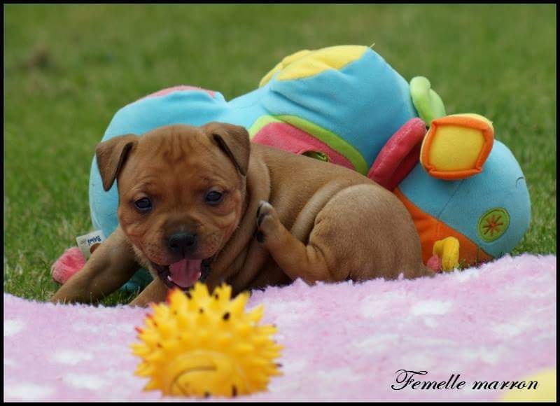 Chiot Staffordshire Bull Terrier Du Domaine De Babylone