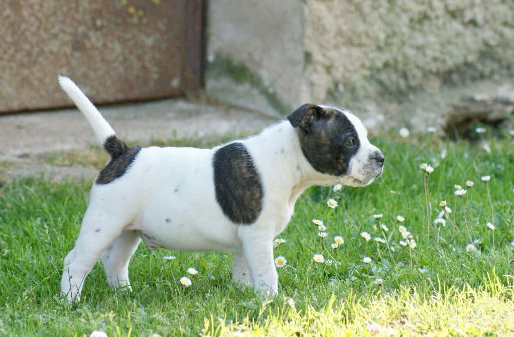 Du Domaine De Babylone - Chiots disponibles - Staffordshire Bull Terrier