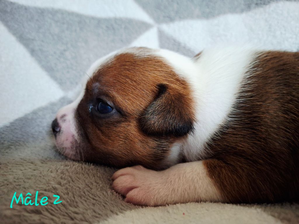 Du Domaine De Babylone - Chiots disponibles - Staffordshire Bull Terrier