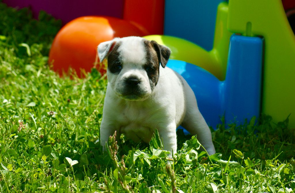 Du Domaine De Babylone - Chiots disponibles - Staffordshire Bull Terrier